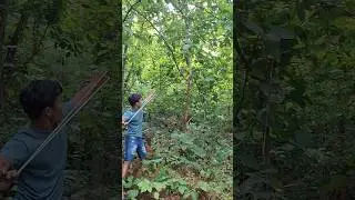 strange bird catapult in the forest #shortvideo #wildlife #nest #youtubeshorts #nature
