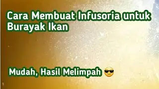 Cara Membuat Infusoria Untuk Burayak Ikan