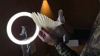Odbiór gołębi dla klienta z Polski Pana Kamila. 🤞🙏😉💥🚀