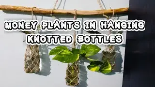 Hanging Moneyplant Idea by Knotted Jute on empty glass bottle |#DIYmoneyplant
