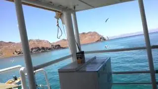 Tony Reyes Sportfishing June 2012 Northend of Midriff Islands