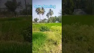 save farming/ save farmers #farmerlife #farmersworld #agriculture #nature #viral #trending