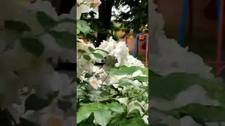 Белые розы цветут в Киеве. #цветок #flowers #flora #plant #nature #beauty #kiev #розы