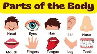 👶🧠 Parts of the Body for Kids | Learn Human Body Parts Names with Fun & Pictures | Body Parts