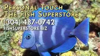 Pet Store, Pond Fish Supplier in Princeton WV 24739