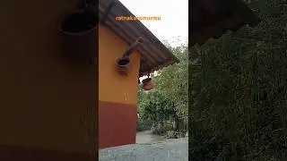 Kaun disha mein leke chala🔥#hindisong #short #small #pig #farming #vlogs 🔥🔥🔥
