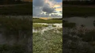 🌅 Golden sunset over the rice fields 🌾 Nothing beats the beauty of nature&rsquo;s calm vibes ✨💚