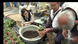 技に迫る石原清平先生菊苗つくり