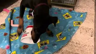 remy the manchester terrier vs yogurt cup