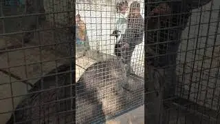 Aarna or mummy ne dekha ostrich #ostrich #sarnathzoo #shorts  #aarnasvlog