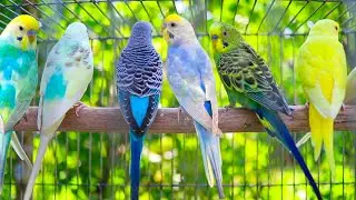 Beautiful Colorful Budgies | Pet Parakeets Singing & Chirping in Cage