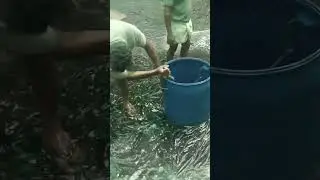 Fish farming in Kerala #meenvalarthal