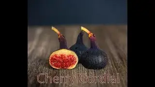 Fig tasting, Variety Cherry Cordial Fig