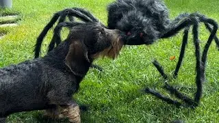 Dachshund Teddy against monster spiders #TeddyTheDachshund