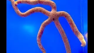 オオアカヒトデ　Leach's sea star　Leiaster leachi