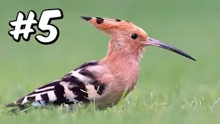 Dit zijn de 10 MOOISTE Vogels van Nederland