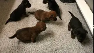 Australian Terrier Puppies 3 Weeks