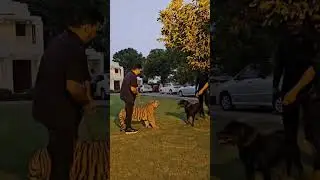 Dog vs Tiger 🐅🐕&zwj;🦺#dogaggression #dogvstiger #tiger #fight