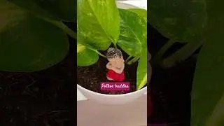 Pothos buddha 💚☘️ #Money plant   #Buddha statue in pothos #peace