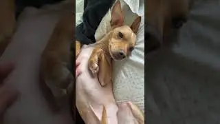 Adorable Jack Chi Cuddles