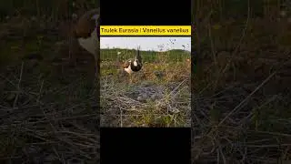 Burung Trulek eurasia | Vanellus vanellus