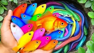 Catch Ornamental Aquarium Fish in Giant Colorful Egg, Beautiful Goldfish, Koi, Guppies, Baby Turtles