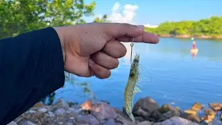 Explorando puntos de PESCA en la MARINA MAZATLÁN PESCA CON CAMARÓN VIVO 🎣