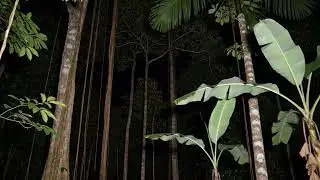 🔴 LIVE 🌿 Night Forest Ambience Nature Sounds for Sleep Music, Meditation & Calm Mind