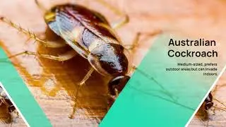 Cockroach Control Brisbane | Fast & Eco-Friendly Pest Removal by Smart Pest Control Experts