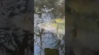 For Anglers #bass #river #release #fishing #tips #howto #video #ildnr #shorts #short #shortvideo