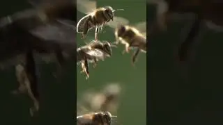 The Magic World of Bees