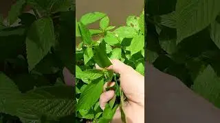 Harvesting Jute leaves🌱 #gardening #freshveg #plants #shortvideo