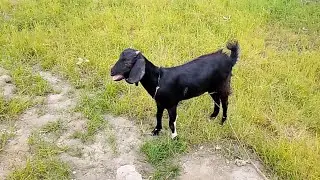 This Goat Can Really Talk 😂
