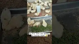 Alternative feed, goodbye feeds?? #organic #farming #chicken #chickenfeed #lifehacks #shortvideo