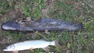 YAYIN TURNA KAEFAL AVI YALOVA 2021 Pike Catfish Hunting 2