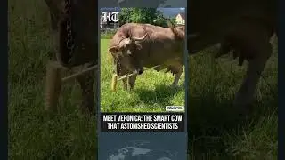 Veronika the Cow Surprises Scientists With Unusual Back-Scratching Skills | #shorts