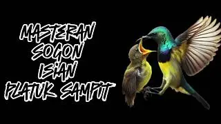 Masteran sogok ontong isian platuk sampit .....#masteransogon #platuksampit