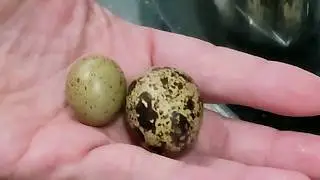 Found a Strange Egg at the Market & Building a Secret Garden/Micro Roof #1