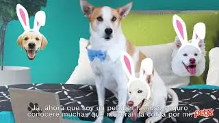 CAP 5: | De Pet a Petuber | PETUBERS by Petys&reg; (Cuando te vuelves famoso)