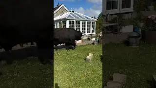 Bull in the Garden?! 🐂Welcome to Rural Scotland!❤️