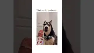 Husky is confident 🤣👌 Alpha Husky #husky #dog #confident #short #shorts