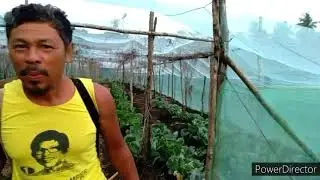 Early morning of saturday on bebing's vegetables farm