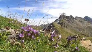 Steinbockrunde   zur Kemptner H&uuml;tte