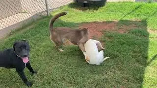 Dog Play Analysis: Adolescent Shelter Dogs Overstimulated During Play