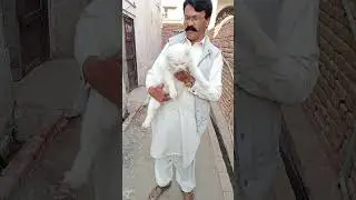 Cat saifullah bird farm Zila Sargodha tahsel bhalwal Punjab in Pakistan