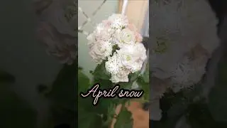 Пеларгония Апрельский снег Pelargonium April snow #pelargonium #aprilsnow #герань #герани