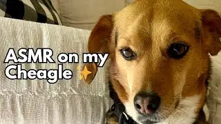 ASMR Dog Massage & Scratches with my Cheagle 💕