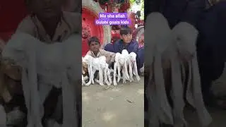 TOP CLASS GULABI GOATS KIDS || LIVESTOCK INFORMATION BY MUHAMMAD ALI #SHORT