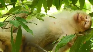 MG! Why Monkey Rose Become  Like This, Since Has  Pregnant Rose Feel So Lazy