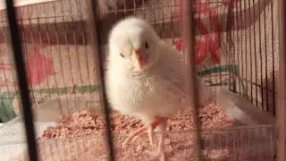 Baby chicken part 3 ( ikki & mikki ) 🐥 THE CUTEST BABY CHICKENS YOU&rsquo;VE EVER SEEN | My Best Friend